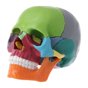15 шт./компл. Набор моделей черепов, разобранная модель черепа, Цветная анатомическая модель черепа, съемный учебный инструмент