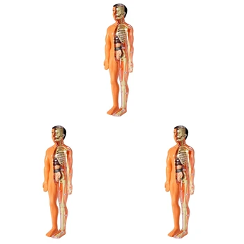 3X 3D Модель Анатомии человеческого Тела, Детская Пластиковая игрушка-Скелет 