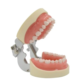 co231 32 Модель Мягкого Зуба Стоматологический Винир Подготовка Зубов Ортодонтическое Обучение