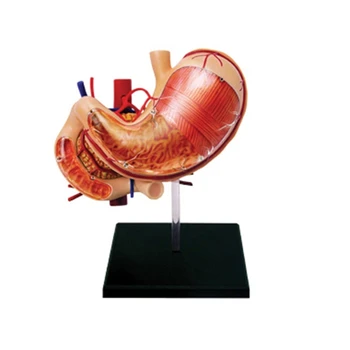 Анатомическая модель желудка и поджелудочной железы человека, съемная модель человеческих органов, школьный учебный инструмент для медицинского образования, демонстрационный челнок