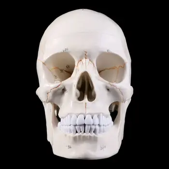 Модель человеческого черепа в натуральную величину, Анатомический медицинский обучающий скелет для челнока Hea
